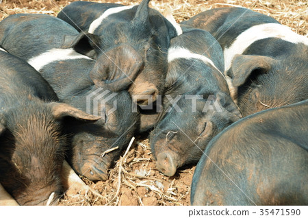 小豬 乳豬 兒童 35471590