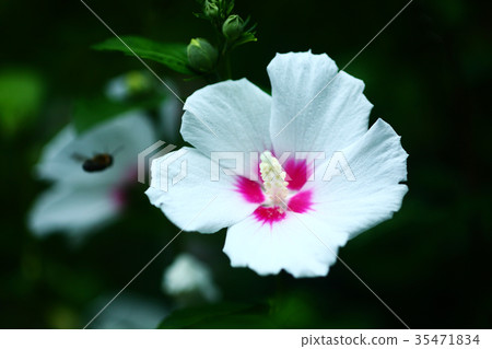 Mukugawa no Hana 35471834