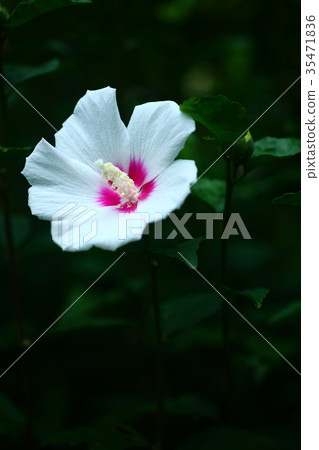 Mukugawa no Hana 35471836