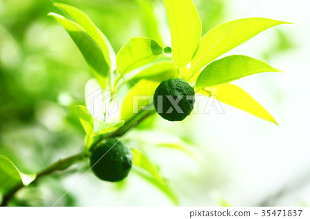 When the fruit of kabosu grows When the fruit of kabosu grows 35471837