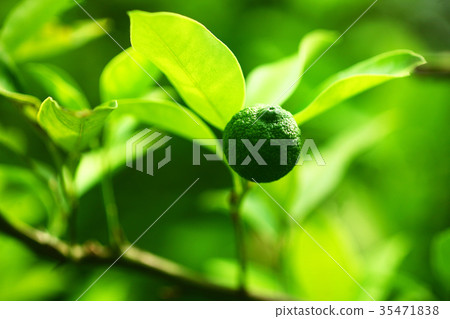 When the fruit of kabosu grows 35471838