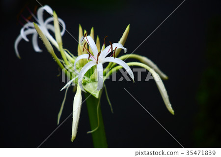 Hamao moto flower blooming in the rain Hamao moto flower blooming in the rain 35471839