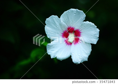 Moonflower blossoms in the rain Moonflower blossoms in the rain 35471843