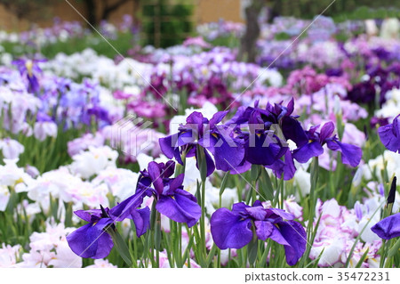 堀江鳶尾花園 35472231