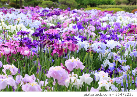 堀江鳶尾花園 35472233