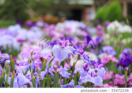 堀江鳶尾花園 35472236