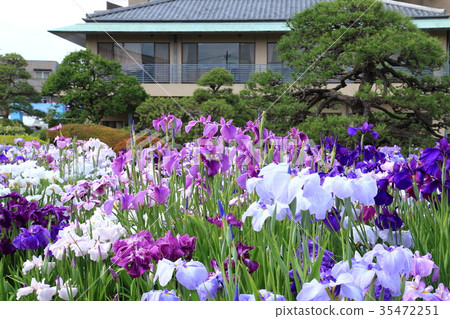Horikiri iris garden 35472251