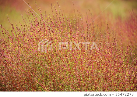 Autumn leaves Kokia Red leaves Kokia Broom grass leaves 35472273