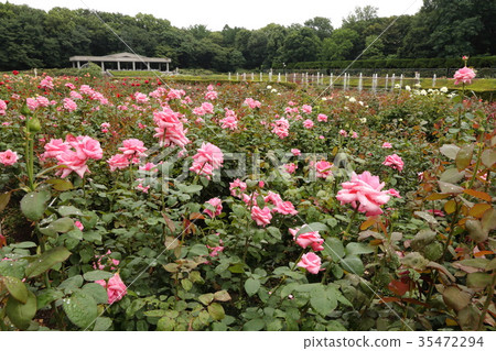 Kamishiro Plant Park在雨季 Kamishiro Plant Park在雨季 35472294