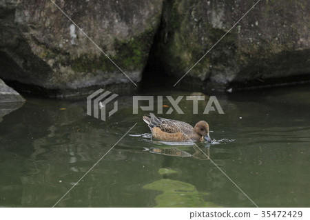 Wigeon Wigeon 35472429