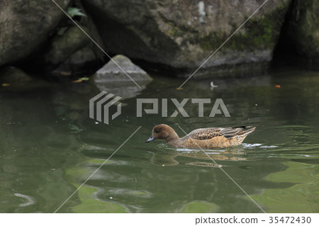 Wigeon Wigeon 35472430