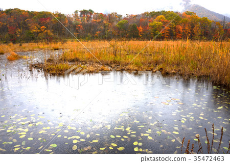 Autumn leaves of Kannonuma, Fukushima Prefecture Autumn leaves of Kannonuma, Fukushima Prefecture 35472463