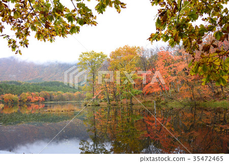 Autumn leaves of Kannonuma, Fukushima Prefecture Autumn leaves of Kannonuma, Fukushima Prefecture 35472465
