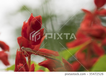 Nature photo Otsunen Tonbo 35472526
