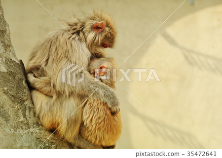 Parent and child of monkey Parent and child of monkey 35472641