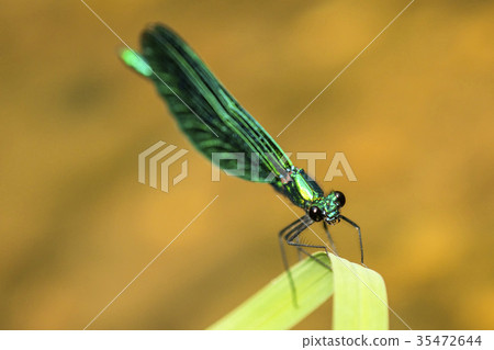 beautiful demoiselle, dragonfly on a grass 35472644