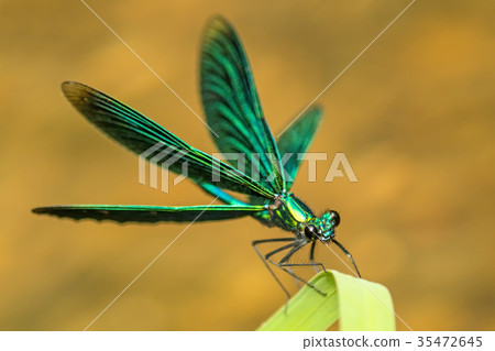 beautiful demoiselle, dragonfly on a grass 35472645