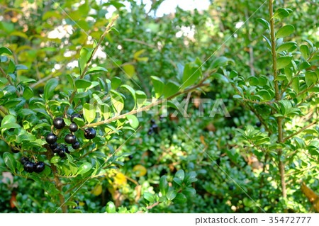 美麗的水果（Inuze） 35472777