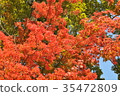 Maple leaves 35472809