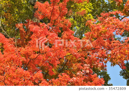 Maple leaves 35472809