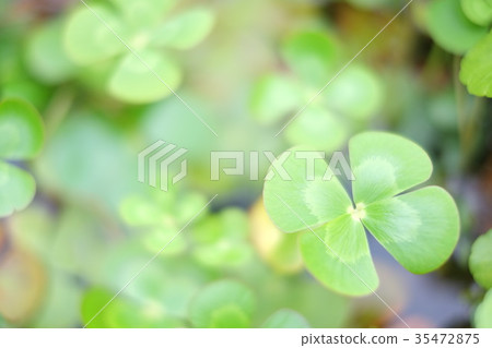 四片葉子 35472875