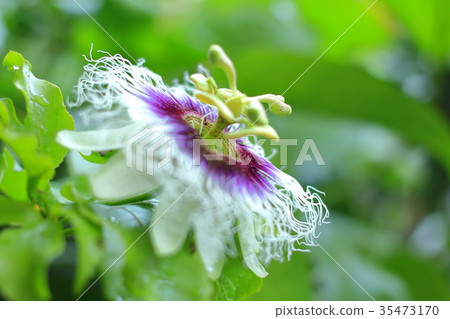 Passion fruit flowers Passion fruit flowers 35473170