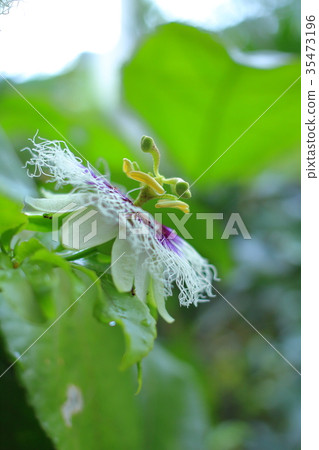 Passion fruit flowers Passion fruit flowers 35473196