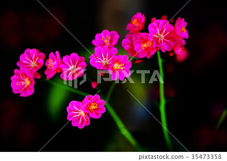 Leosia紅色花 35473358