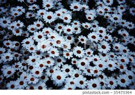 盛開的osteospermum花 35473364