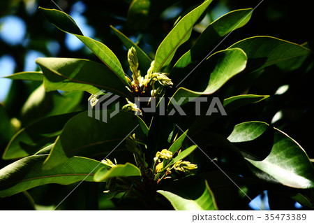 Enju的新拍攝 35473389