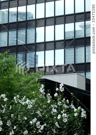 比爾和街道樹木 比爾和街道樹木 35473390