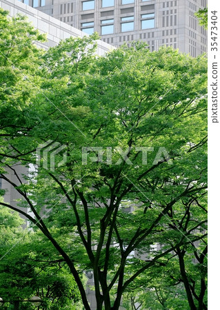 Roadside tree Roadside tree 35473404