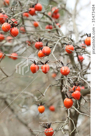 Wax and oyster 35473484