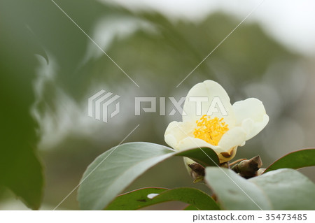 Taiwan camellia Taiwan camellia 35473485