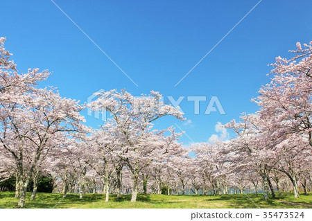 Spring blue sky and cherry blossoms scenery 35473524