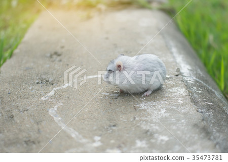 Hamster winter white on cement Hamster winter white on cement 35473781