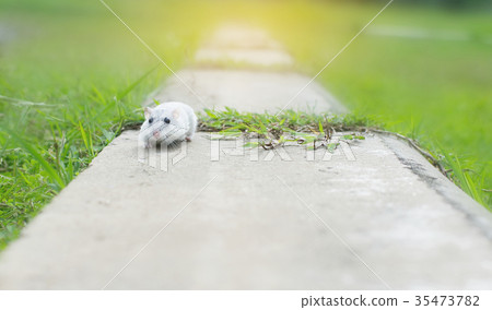 Hamster winter white run on cement Hamster winter white run on cement 35473782