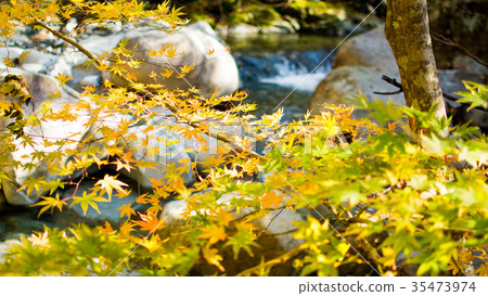 Autumn leaves trail at Suzuka mountain pass Autumn leaves trail at Suzuka mountain pass 35473974
