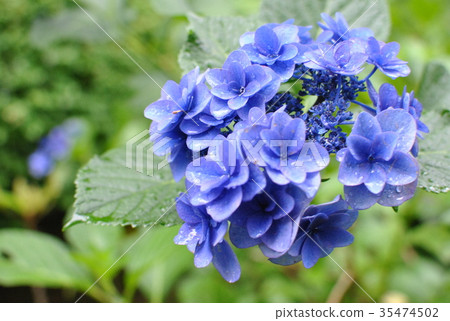 雨繡球花 35474502