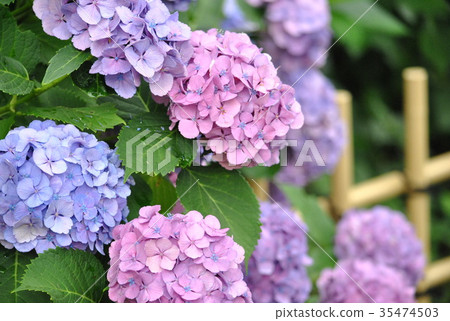 hydrangea hydrangea 35474503