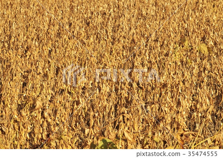 The soybean field in autumn is approaching harvest The soybean field in autumn is approaching harvest 35474555