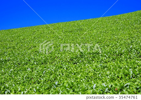Tea plantation 35474761