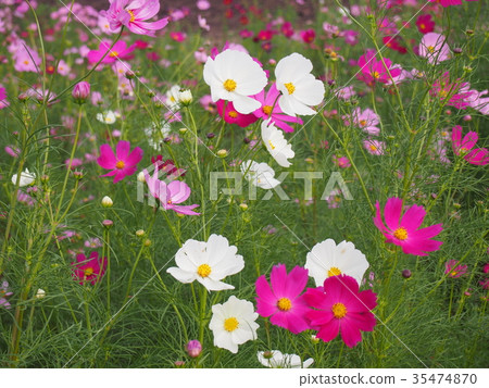 Pink and white and red cosmos 35474870