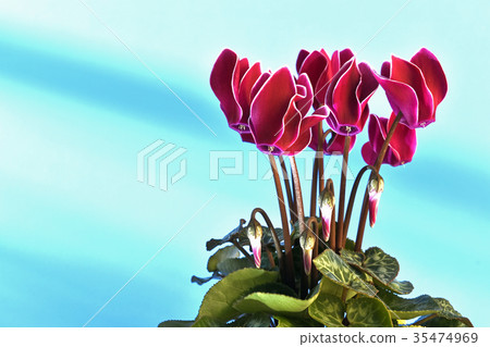 火焰花紅色仙客來（修復鏡頭） 35474969