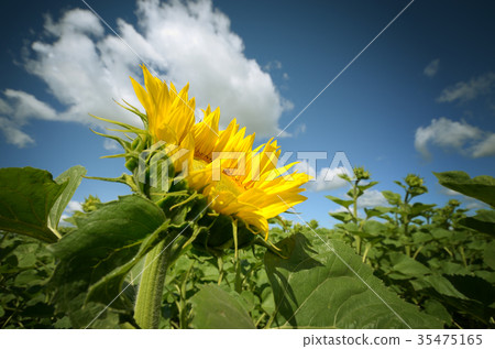 Sunflower green field under cloudy summer sky Sunflower green field under cloudy summer sky 35475165