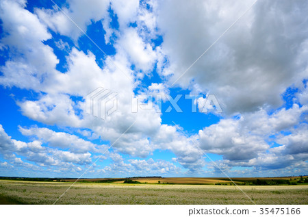 Buckwheat field under cloudy blue sky summer day Buckwheat field under cloudy blue sky summer day 35475166
