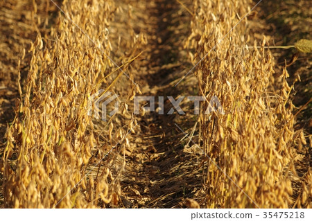 The soybean field in autumn is approaching harvest 35475218