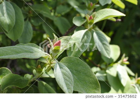 柑橘匙孔在光束的 35475602