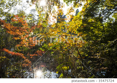 秋葉，池塘和太陽 35475724