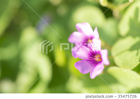 Yugesho粉紅色的花 35475726